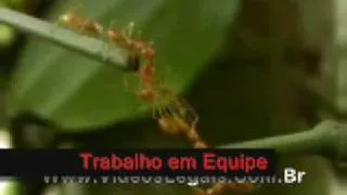 Trabalho em Equipe - Exemplo das Formigas