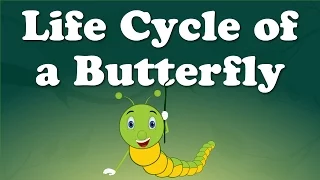 From Caterpillar to Butterfly | #aumsum #kids #science #education #whatif