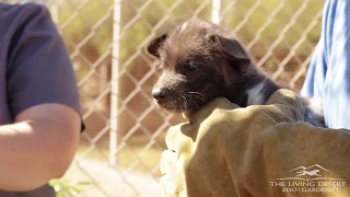 Pupdate#5 African wild dog puppies exam