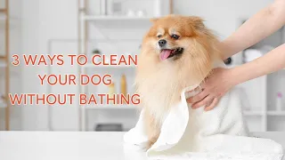 How to Clean a Puppy Without Bathing: 3 Effective Techniques