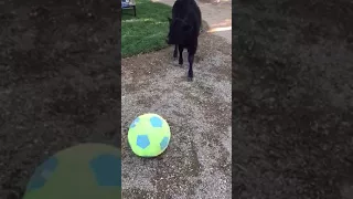 Ferdinand plays ball.