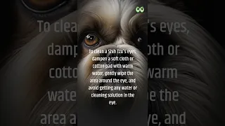 How do you clean a Shih Tzu’s eyes? | Petmoo #shorts #shihtzu #shihtzufaq