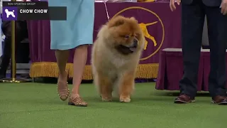 Chow Chows | Breed Judging 2020