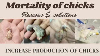 mortality,death of lovebirds chicks. how to increase production and decrease death ratio of chicks.