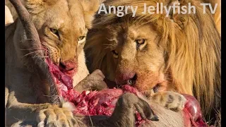 #8 UNCENSORED 18+ eaten ALIVE - Lions eating deer brutally - Screaming - live feeding