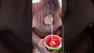 Cute Gorilla drinking watermelon juice😋😄🦍🍉