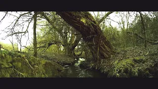 Mystic Nature | A Cinematic Short Film By DéSchà-Wue