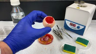 Primary Culture of Chicken Embryos - Step 2: Embryo Extraction