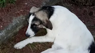 The loyal dog cried loudly and despaired when his owner rejected a dog like him