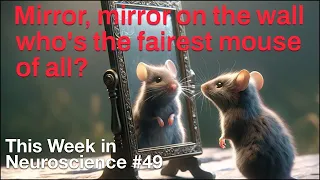 TWiN 49: Mirror, mirror on the wall, who's the fairest mouse of all?