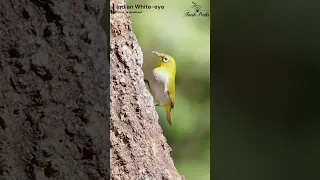 Indian White-eye feeding time