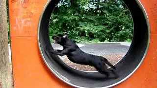 Hund im Laufrad - Hamster dog run+stopp in the wheel