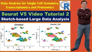 Seurat V5 Video Tutorial 2: Sketch-based Large Data Analysis