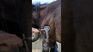 #shorts Freeze Branding horses so they never get abused again #horse #animals #rescue #branding