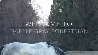 Welcome to Dapple Grey Equestrian