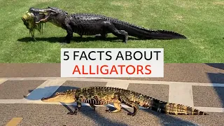 5 Facts About the Incredible Alligator