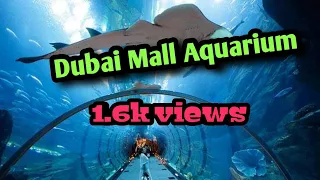 Sharks Dubai Aquarium Under water Zoo Dubai Mall HD