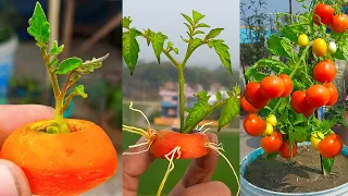 Grow tomatoes for your family with this method using Carrot, you won't have to buy tomatoes anymore