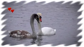 Романтические отношения юного лебедя. Romantic relationship of a young swan.