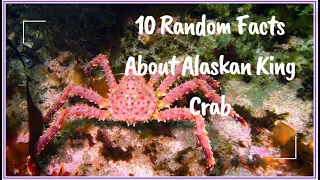 10 Random Facts About Alaskan King Crab