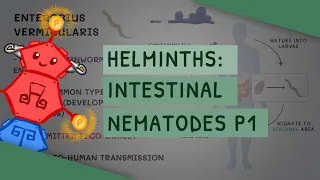 Helminths: Intestinal Nematodes Part 1 (features, clinical importance, diagnosis, treatment)