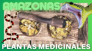🐍  PLANTAS MEDICINALES, PÓCIMAS y REMEDIOS NATURALES 🌿  AMAZONIA 🌿