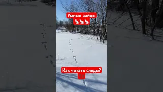 Как найти зайца по следам? 🐇  #охотаназайца #охота #охотник #заяц #заяцрусак #следы