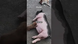 This Dog gave birth to many puppy