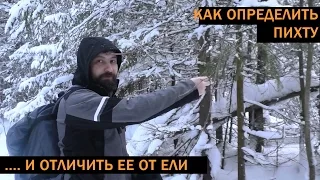 Как отличить пихту от ели