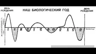 Цикличность нашей жизни. Биологический год . График Биологоческого года