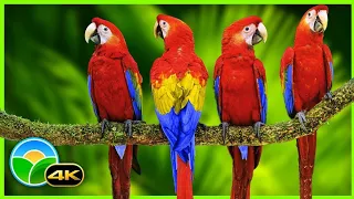 4K 10 bit color Amazing African Birds. // African Wildlife Video //  Beautiful Bird Sounds