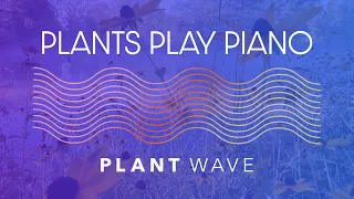 Plants Play Piano? - Black-Eyed Susan Plant Music with PlantWave