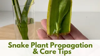 Snake Plant Propagation from Leaf Cuttings in Water; A Complete Guide to Snake Plant Care