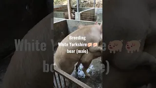 large white Yorkshire boar breeding time 🐖🐖🐖🐖🔥🔥🔥🔥🔥🔥