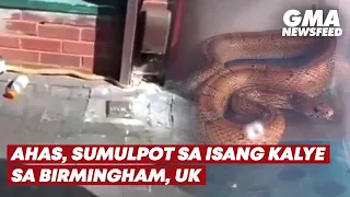 Ahas, sumulpot sa isang kalye sa Birmingham, UK | GMA News Feed