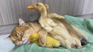 The duck that the kitten took care of grew up!The kitten is a qualified mother duck.cute animalvideo