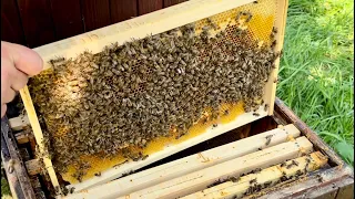 187. Ako sa rozvinulo včelstvo, ktoré prežilo na dvoch rámikoch a malo nozematózu