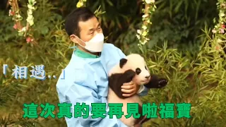 這次真的要和福寶說再見了    |大熊猫福宝 판다푸바오 #animals #panda