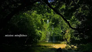 Plant Music 植物音乐.8 HOURS, 🌴Yoga🧘Water💧Sound & Wild🐤Birds, Okinawa, Japan.沖縄本島💦ター滝と植物体の🙏瞑想音楽