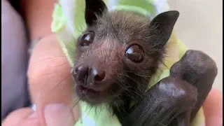 Orphan flying-fox is a little cranky:  this is Fussbudget