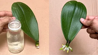 Plant 1 Orchid Leaf This Magical Way to Instantly Revive Roots