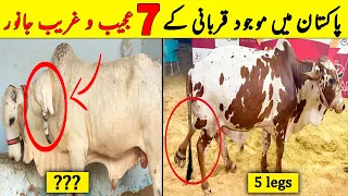 7 Most Unusual Qurbani Janwar |  پاکستان میں موجود قربانی کے عجیب و غریب جانور  | NYKI