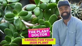 Caring For Your Jade Plant | The Plant Doctor | Apartment Therapy