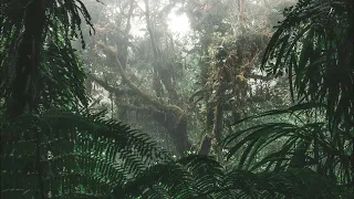 Jungle Serenity: Relaxing Sounds of Nature for Cozy Ambiance