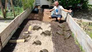 COLLECTING ALL MY BREEDER TORTOISES! *BUT WHY*??