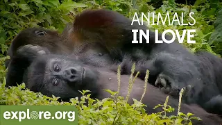 Animals IN LOVE | Happy Valentine's Day!