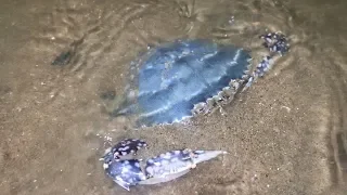 Xiaodou came to the beach after insomnia, caught more than 100 pounds of seafood