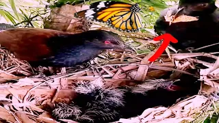 Greater coucal birds bring butterflies to feed their babies#baby