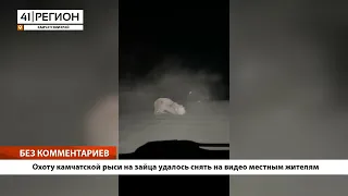 •БЕЗ КОММЕНТАРИЕВ: Охоту камчатской рыси на зайца удалось снять на видео местным жителям•