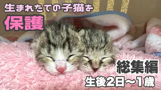 【総集編】捨てられていた生まれたての子猫を保護　生後2日から1歳になった現在の姿まで『山菜兄妹日記』Protected newborn kitten.